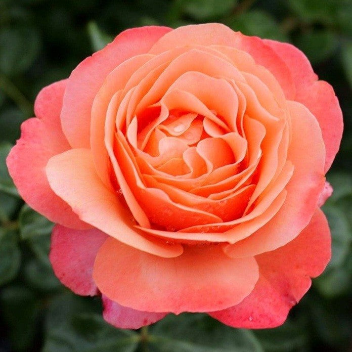 Coral Lions-Rose