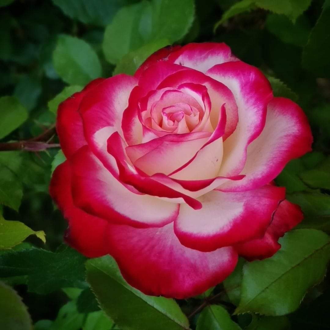 Jubile du Prince de Monaco