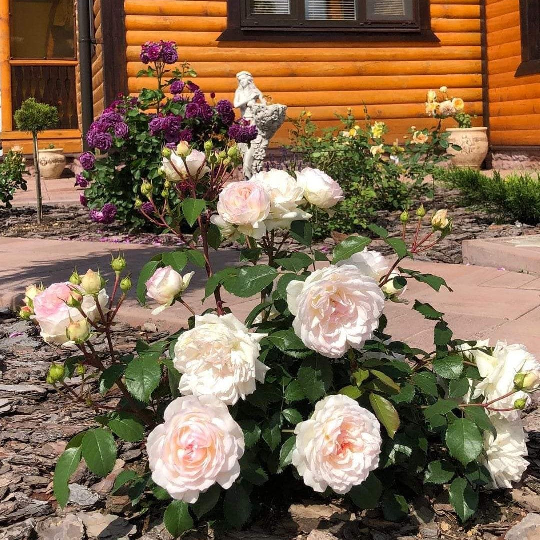 Stephanie Baronin zu Guttenberg