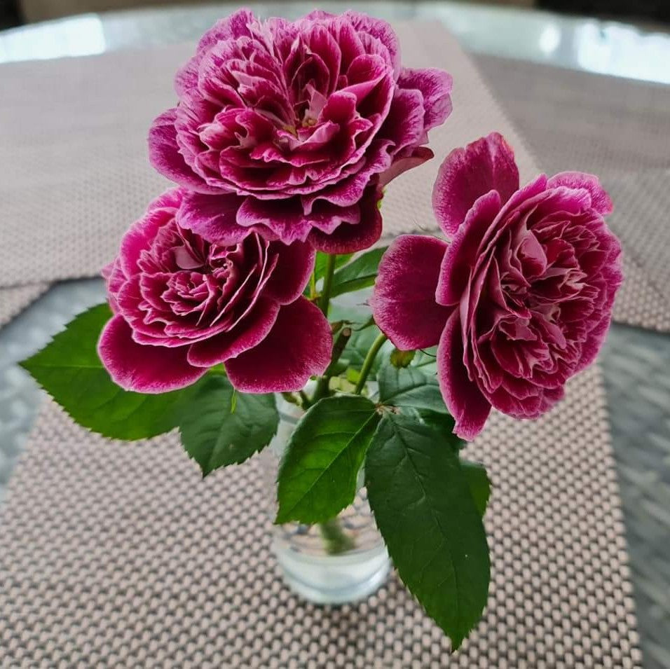 Sparkling Burgundy