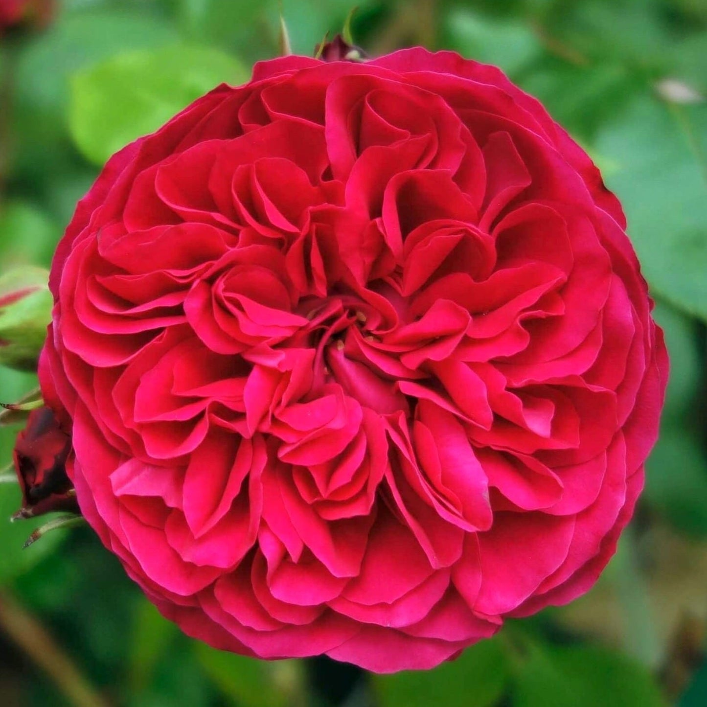 Red Leonardo da Vinci