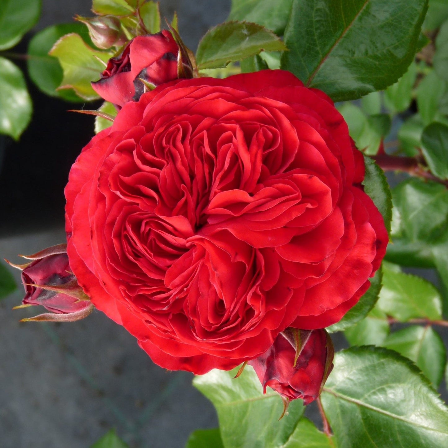 Red Leonardo da Vinci