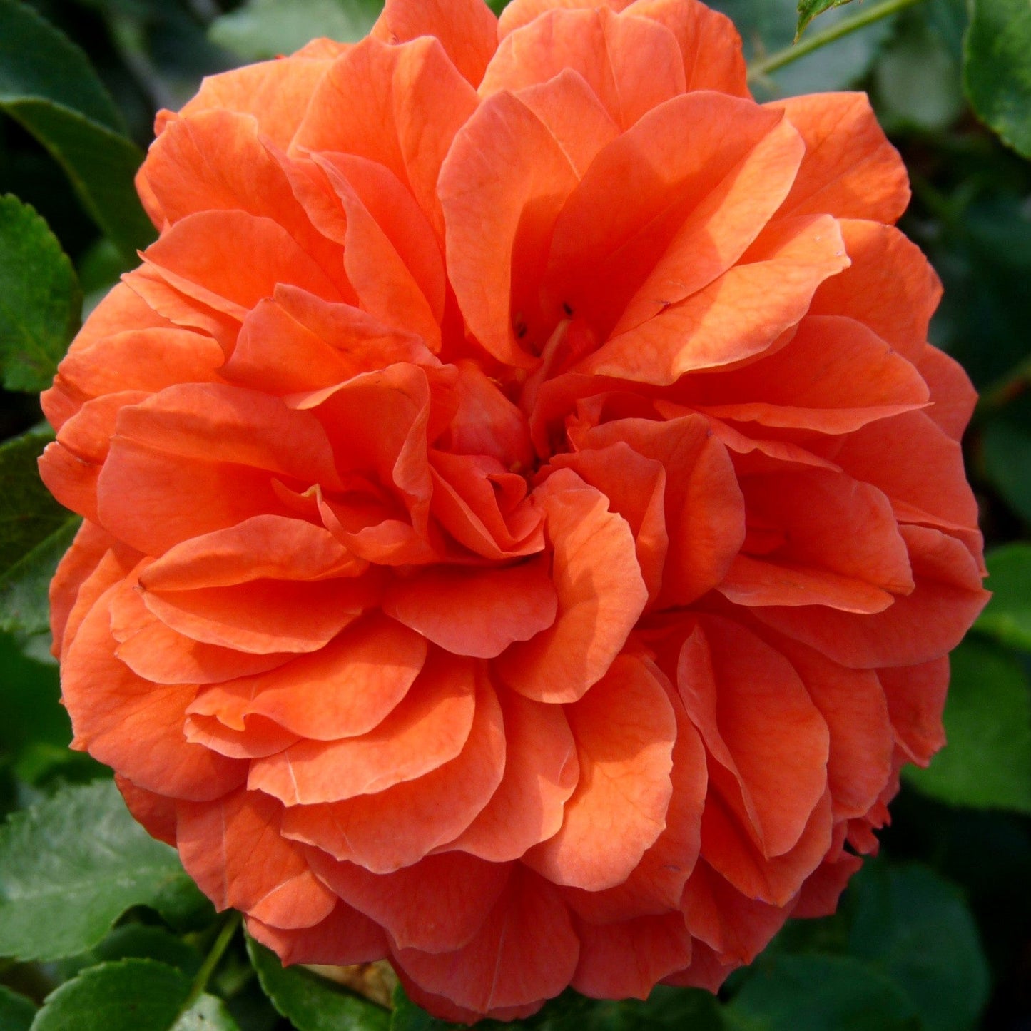 Orangerie/Friedrichstadt-Rose