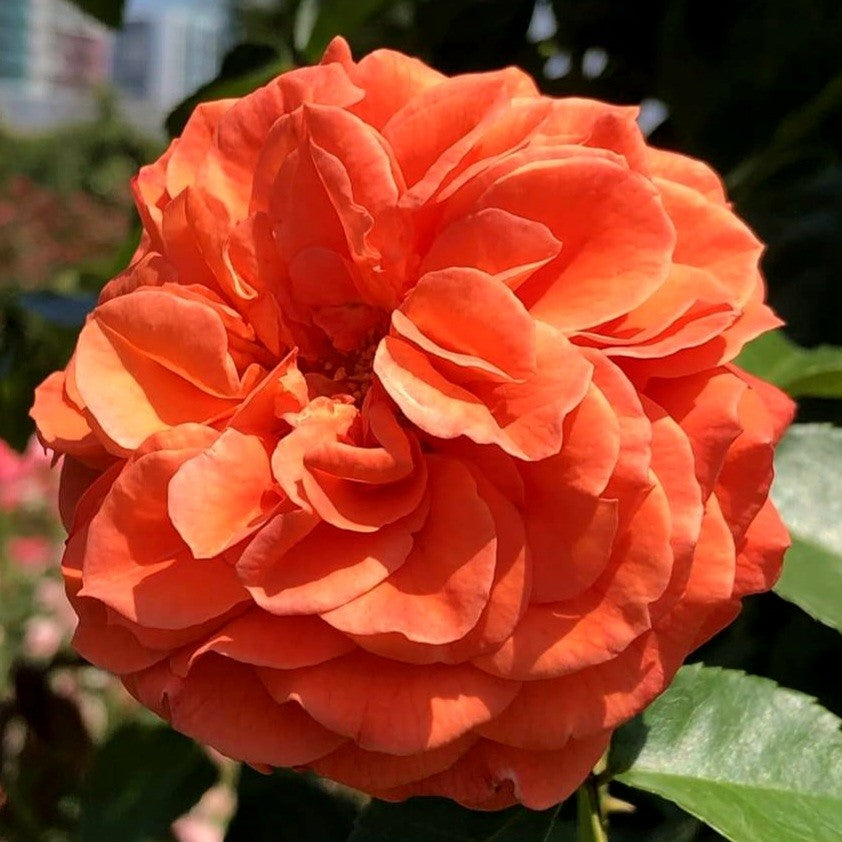 Orangerie/Friedrichstadt-Rose