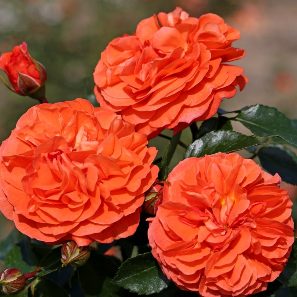 Orangerie/Friedrichstadt-Rose