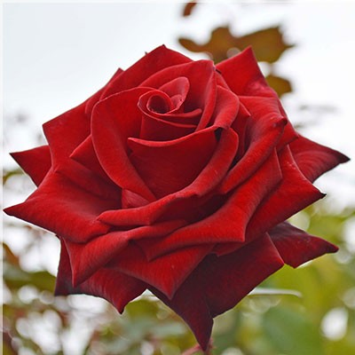 mr lincoln rose seeds Mr. Lincoln – SIA Jūrmalas rozes