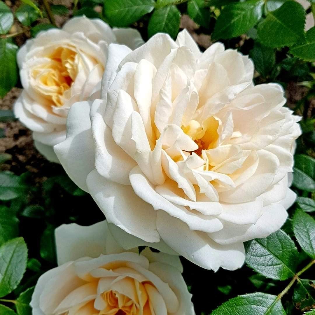 Lions Rose/Champagne Moment