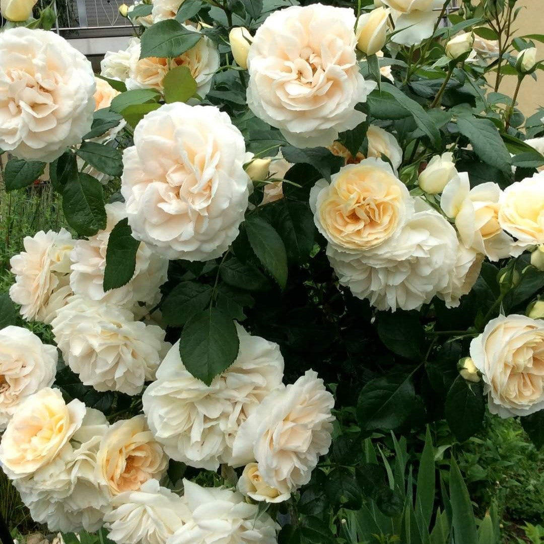 Lions Rose/Champagne Moment