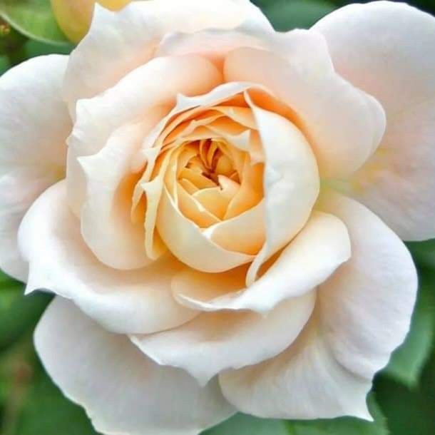 Lions Rose/Champagne Moment