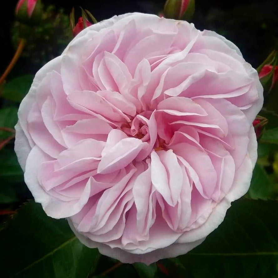Lilac Wine