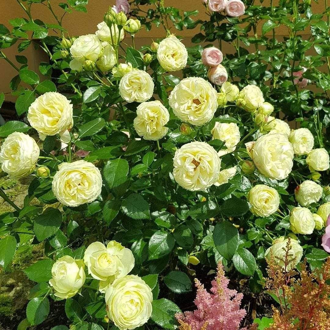 Lemon Rokoko