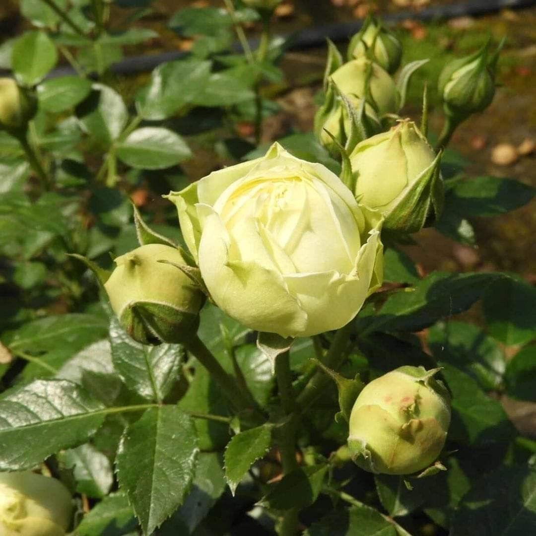 Lemon Rokoko