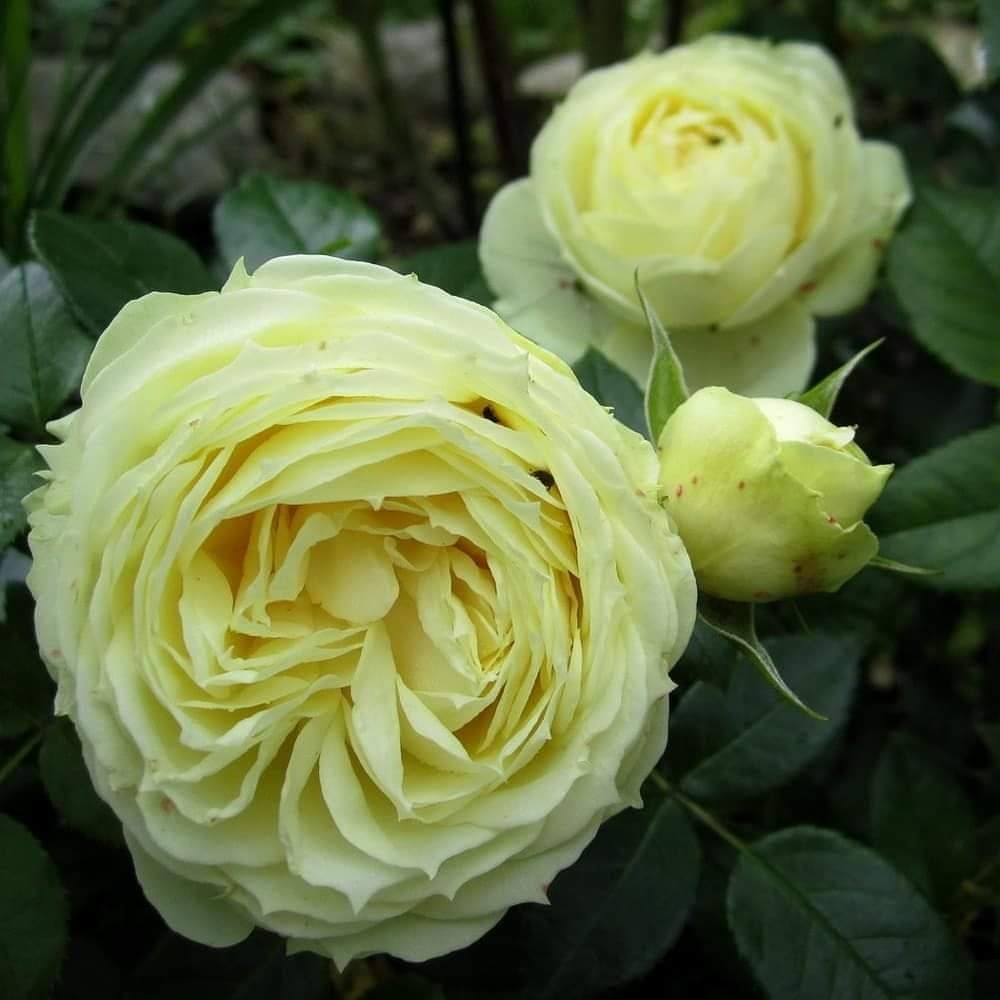 Lemon Rokoko