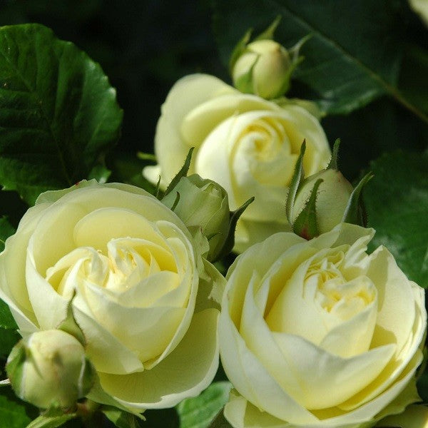 Lemon Rokoko