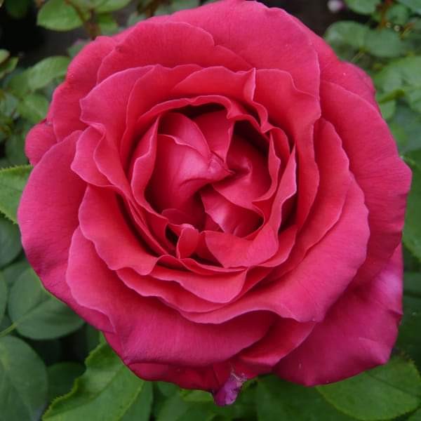 Rosier Rose Lalande de Pomerol/Harald Wohlfahrt