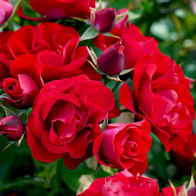 Black Forest Rose