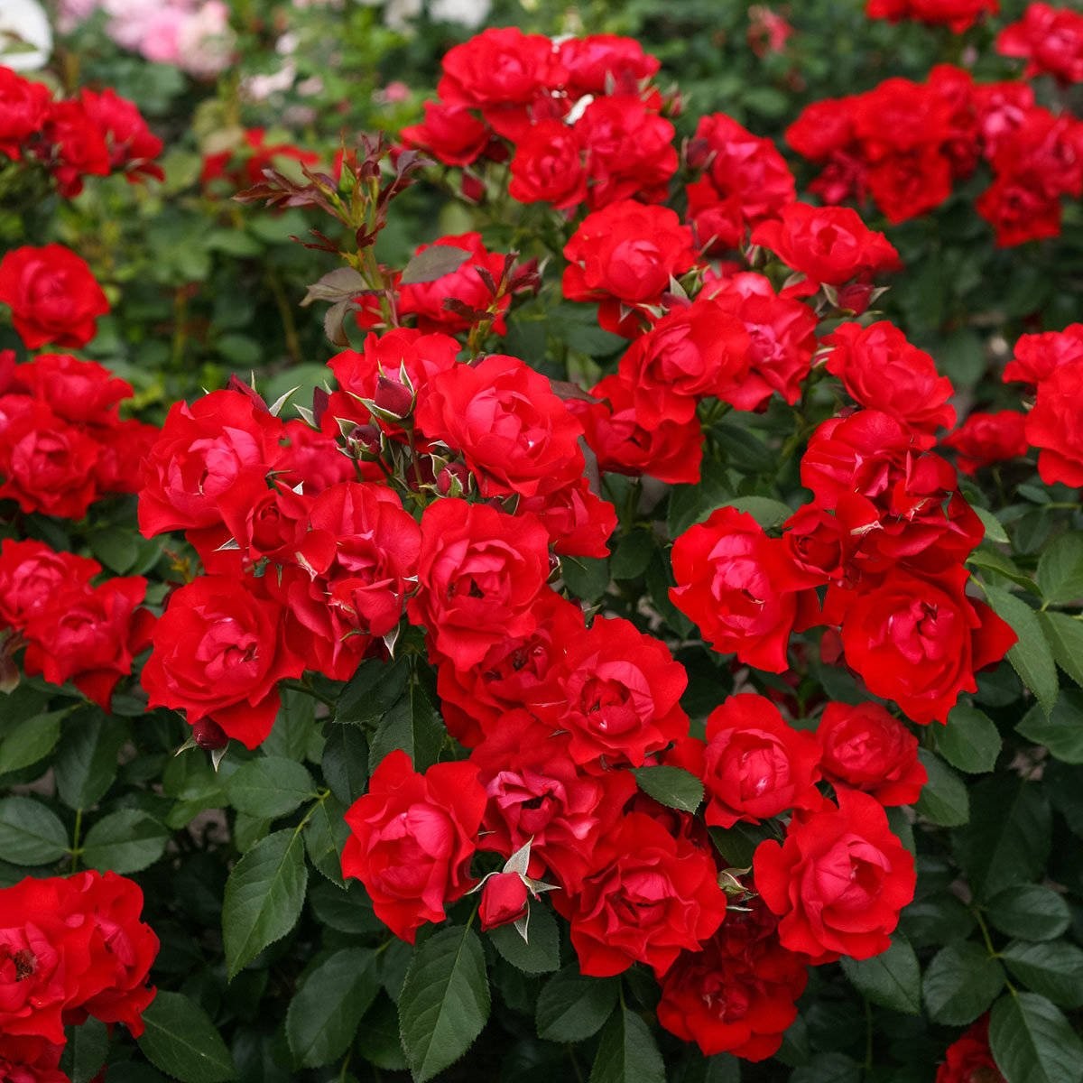 Black Forest Rose