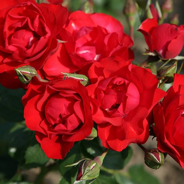 Black Forest Rose