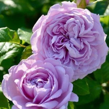 Le Ciel Bleu Rose: Rapid Growth, Repeated Blooms