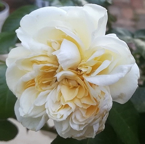 Ariadne