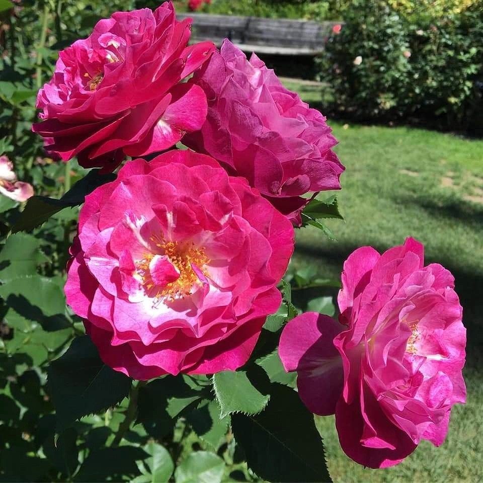 Wild Blue Yonder/Blue Eden