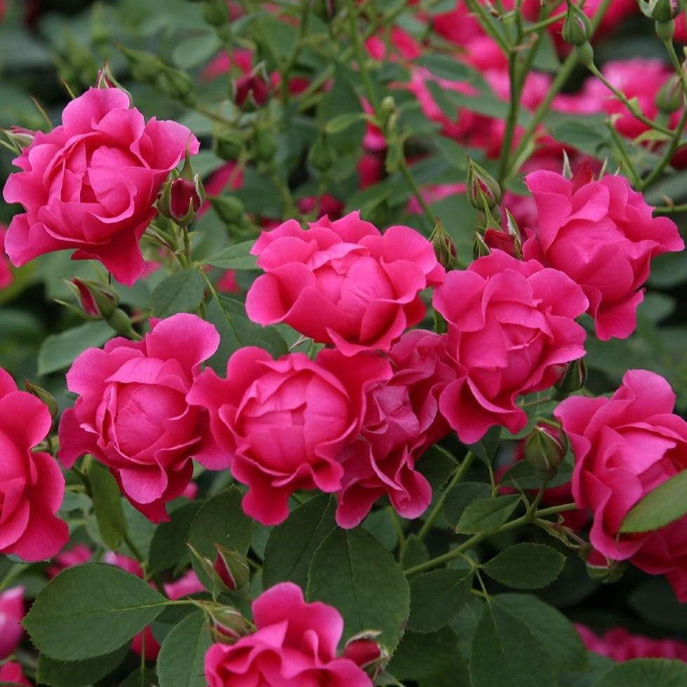 Pink Forest Rose