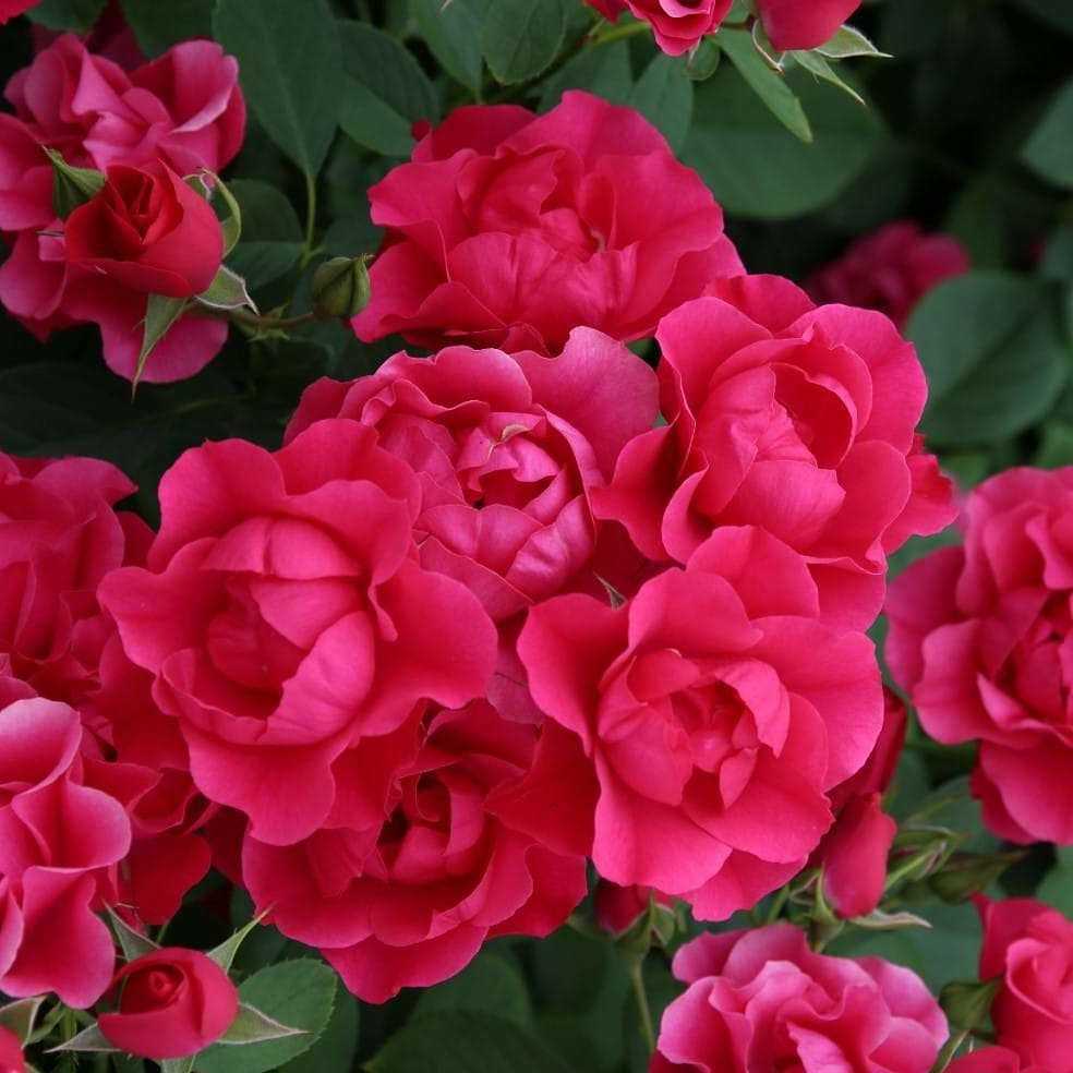 Pink Forest Rose
