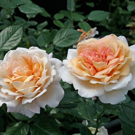 Großherzogin Luise
