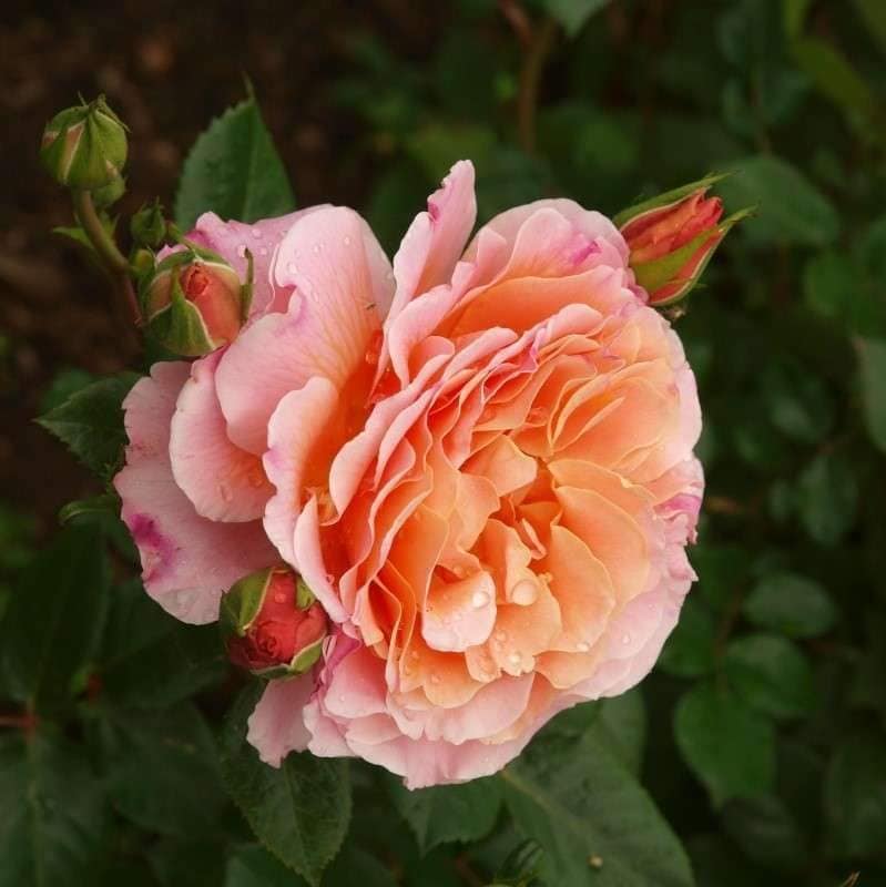 Chateau De Vaumarcus