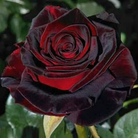 Black Baccara