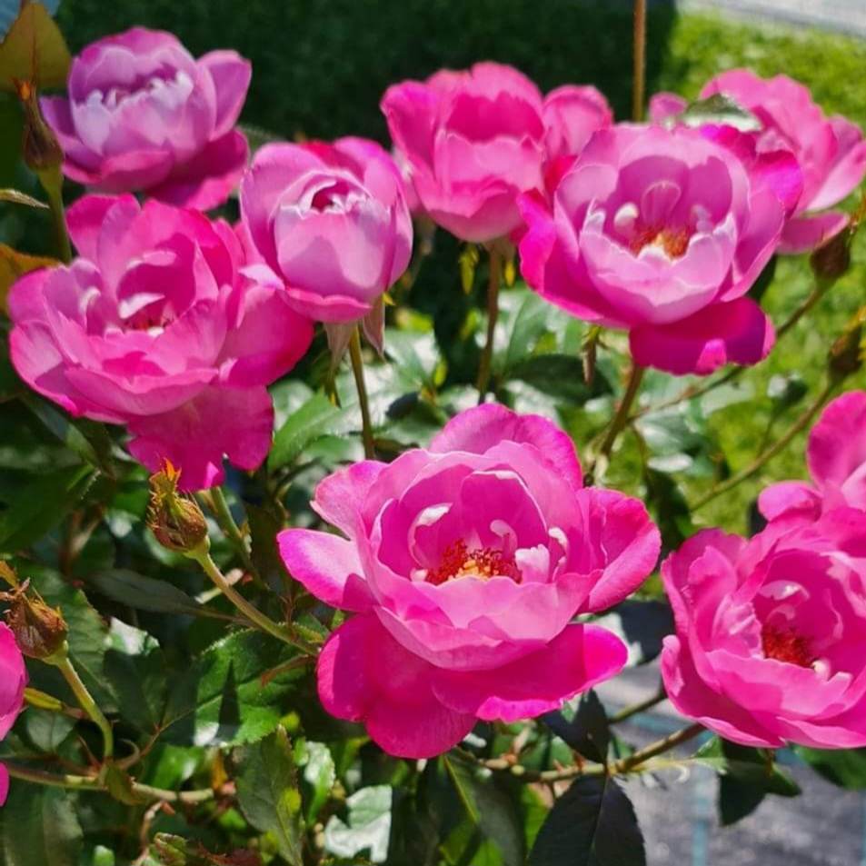 Boule de Parfum