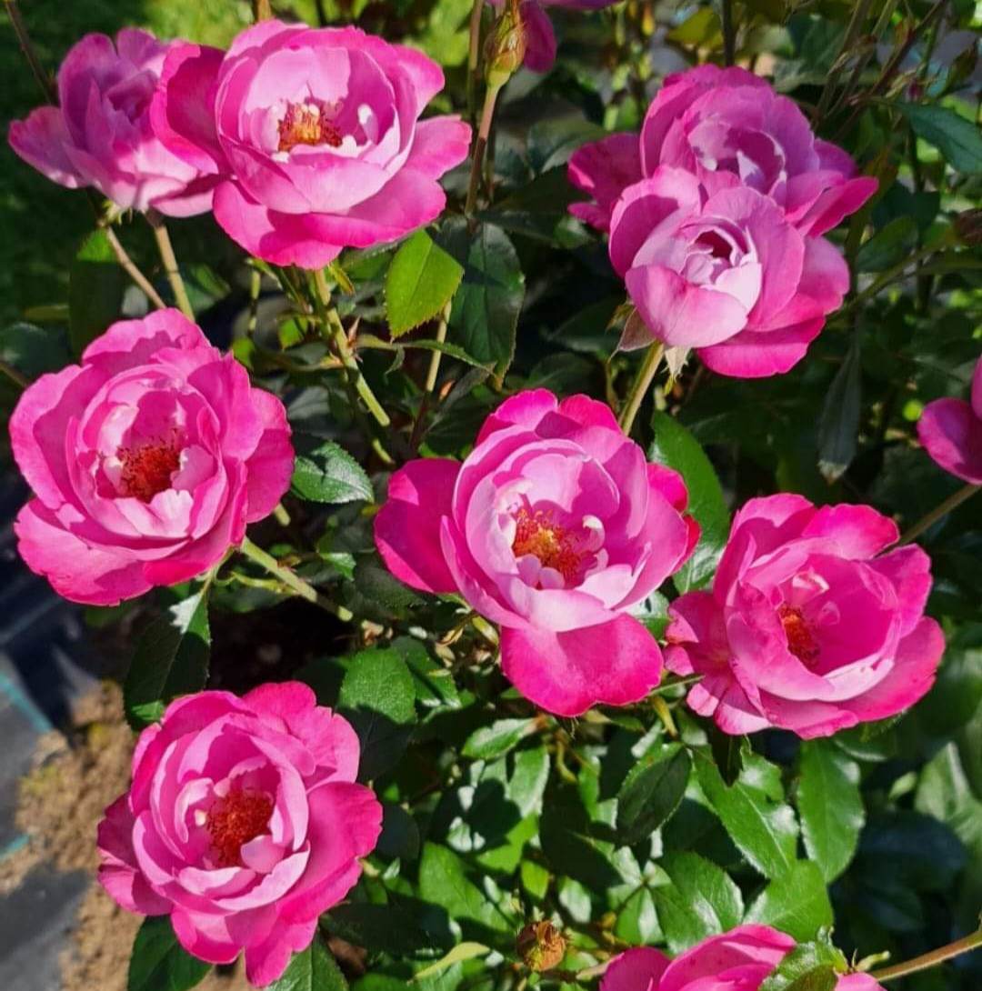 Boule de Parfum