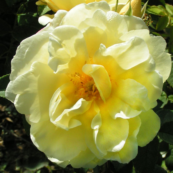 Yellow Dagmar Hastrup
