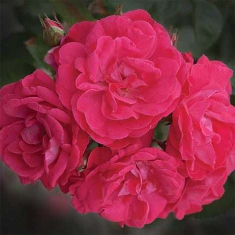 Gartenfreude