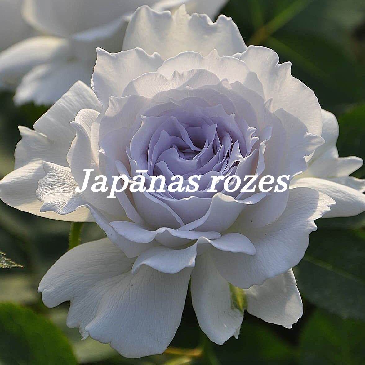 Jūrmalas rozes – SIA Jūrmalas rozes