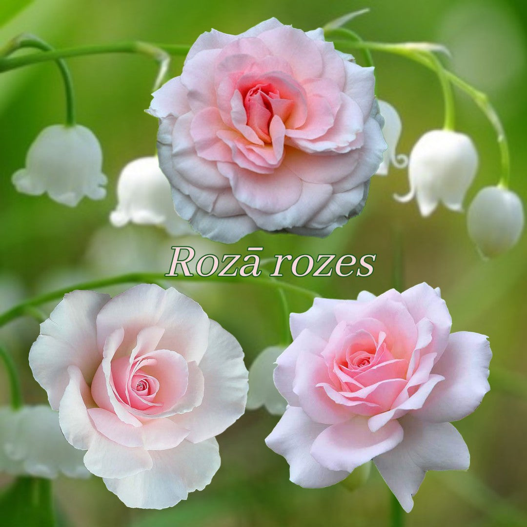 Rozā rozes – SIA Jūrmalas rozes
