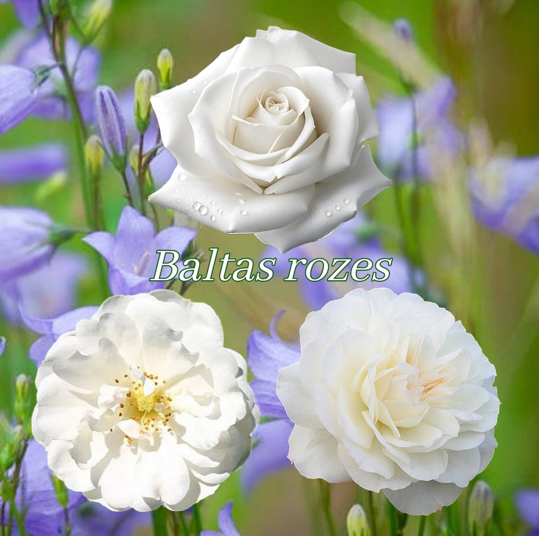 Baltas rozes – Page 2 – SIA Jūrmalas rozes