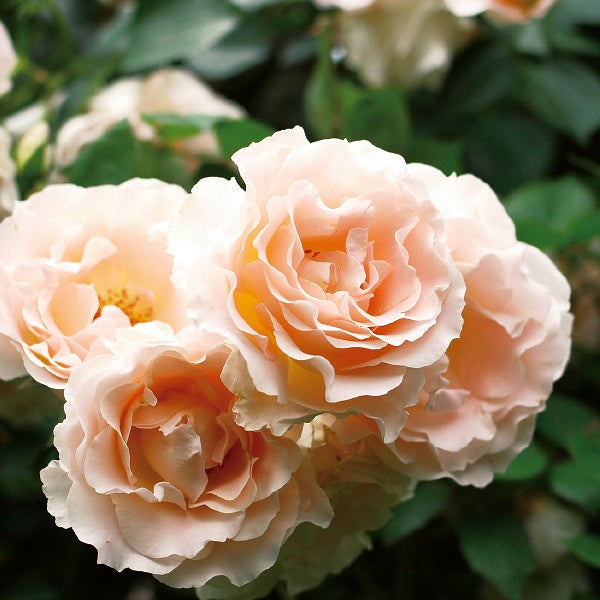 Rococco Roses Rococo – SIA Jūrmalas rozes
