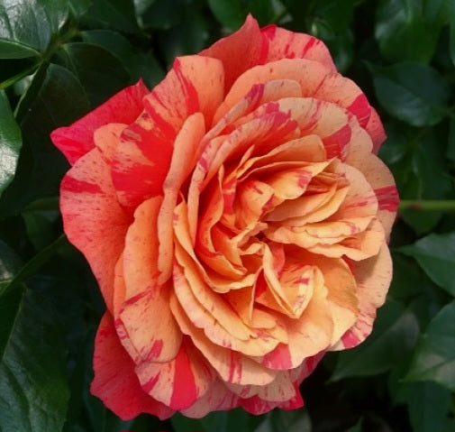 University of Chesters/Frida Kahlo