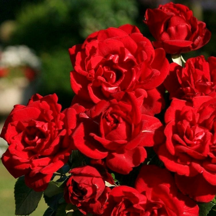 Red Abundance/Cherie/ Songs of Praise/Red Empire