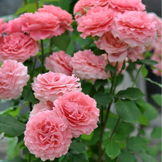 Corail Gelee