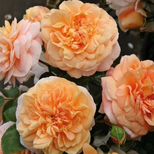 Sangerhauser Jubilee rose