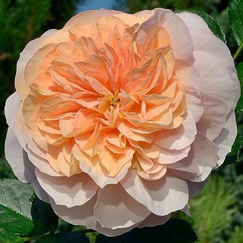 Sangerhauser Jubilee rose