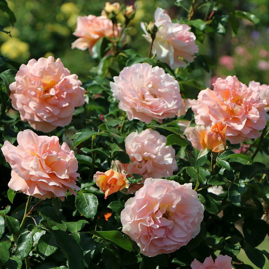 Sangerhauser Jubilee rose