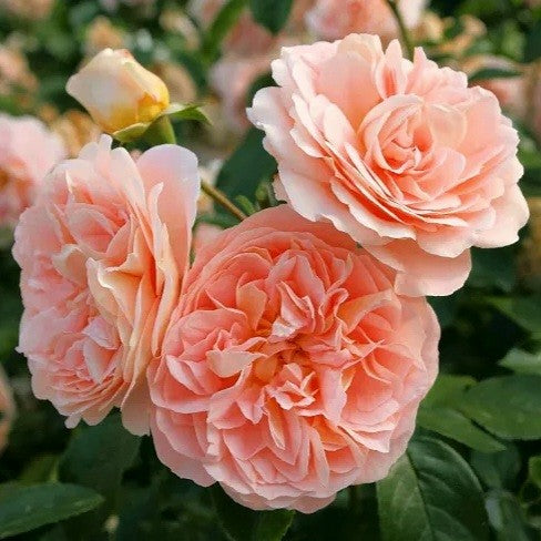 Sangerhauser Jubilee rose