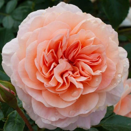 Sangerhauser Jubilee rose