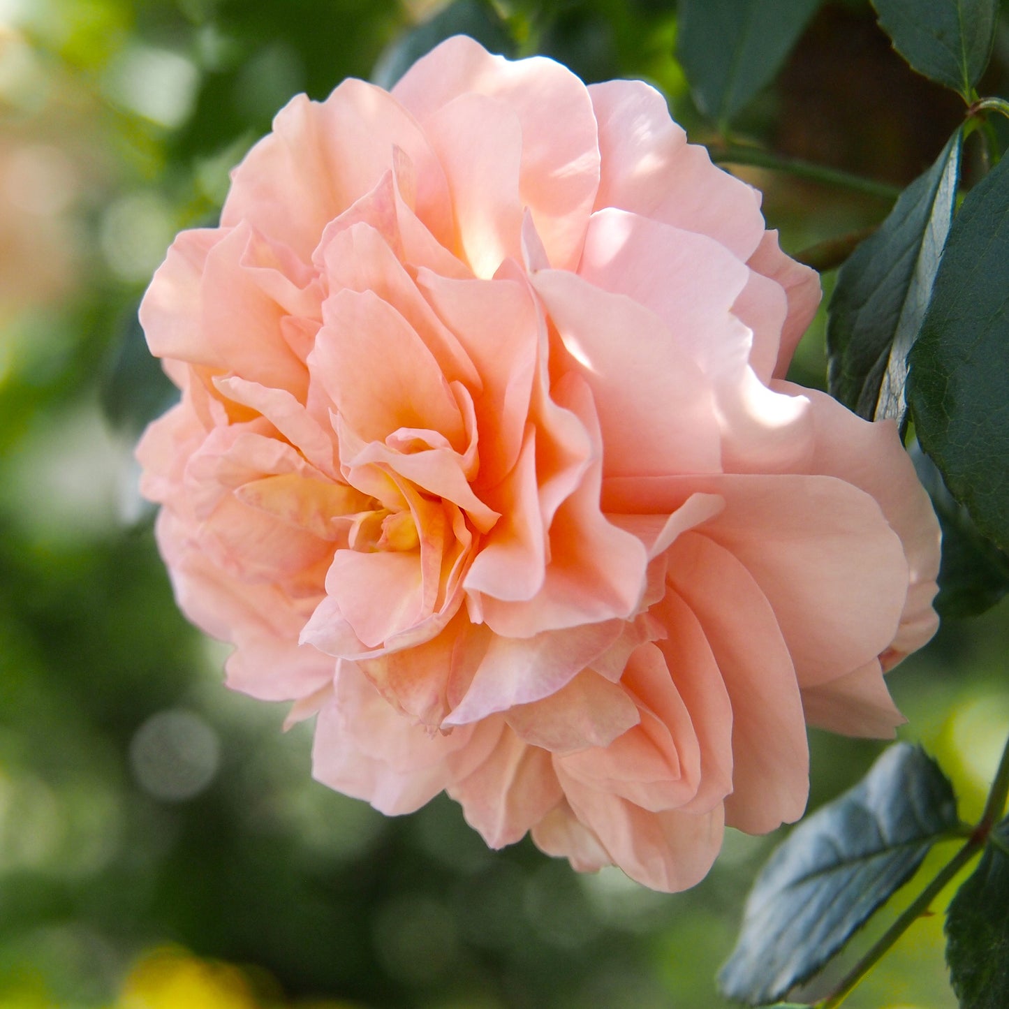 Sangerhauser Jubilee rose