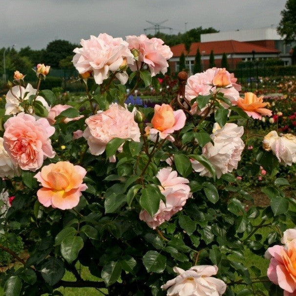 Sangerhauser Jubilee rose