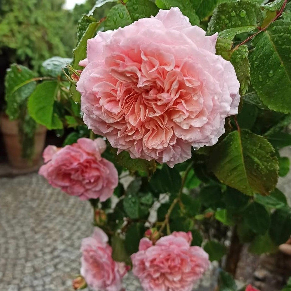 Rose De Tolbiac