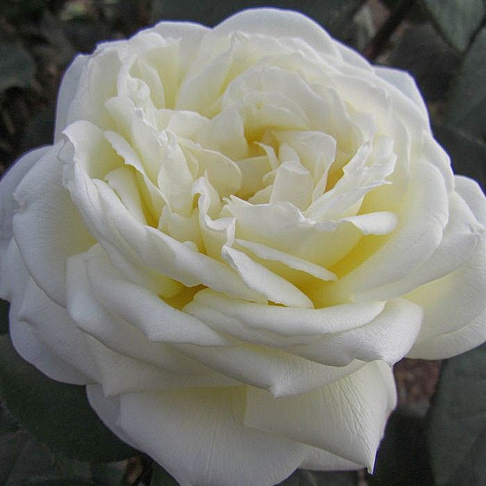 White Parfuma Roses White Parfum de Provence – SIA Jūrmalas rozes